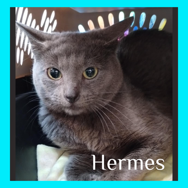 HERMES