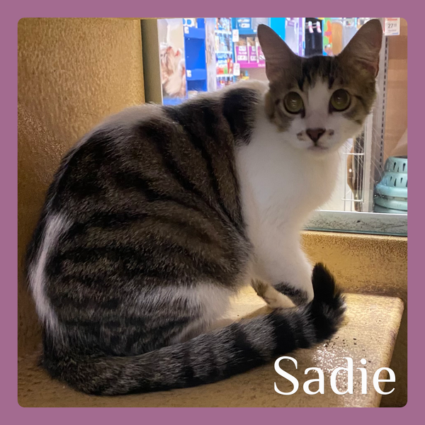 SADIE
