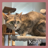 adoptable Cat in  named KORAL