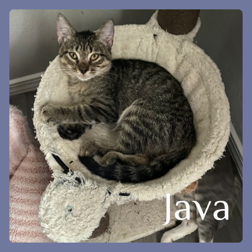 picture of the cat needing adoption