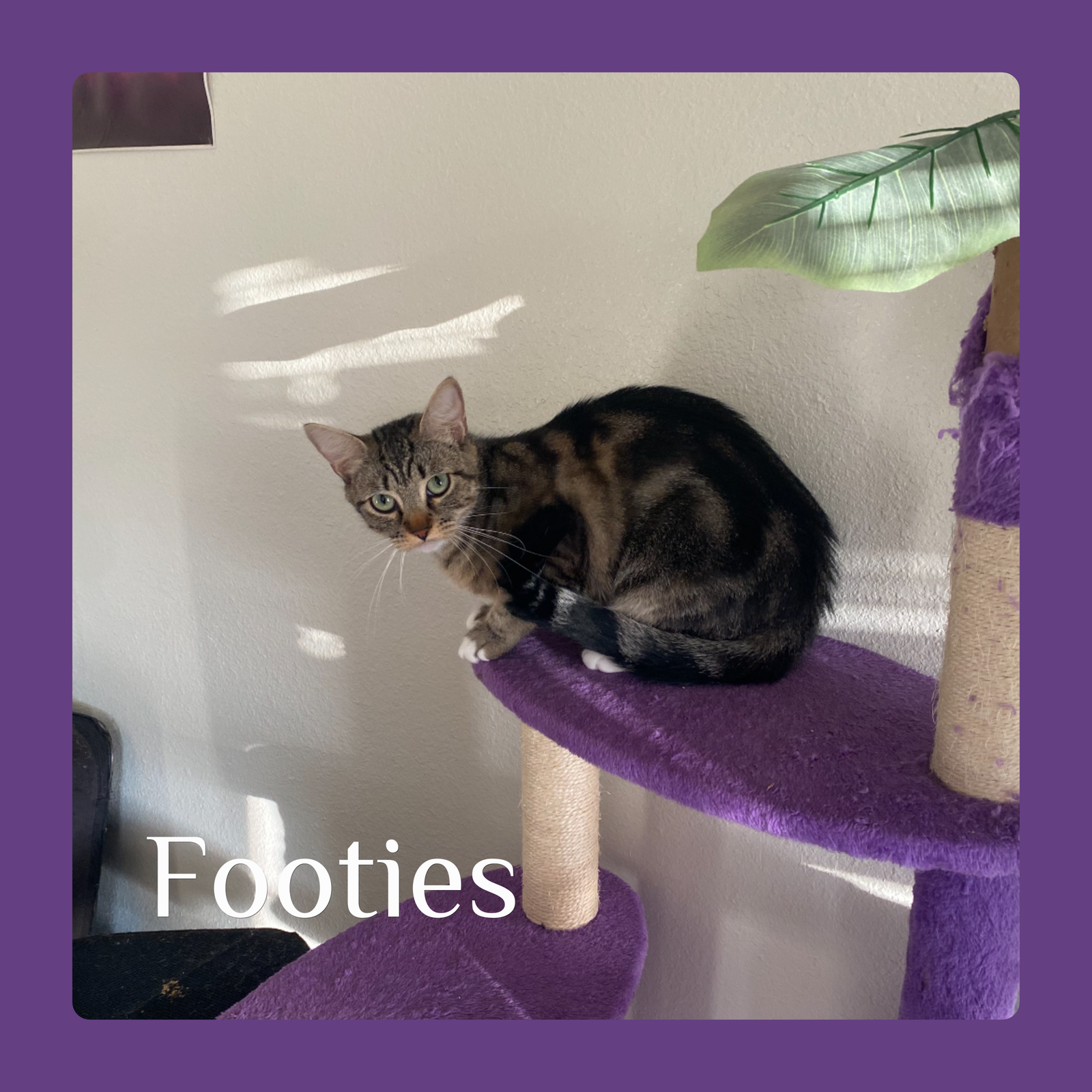 adoptable Cat in Lawton, OK named FOOTIES