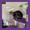 adoptable Cat in  named FOOTIES