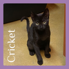adoptable Cat in  named CRICKET