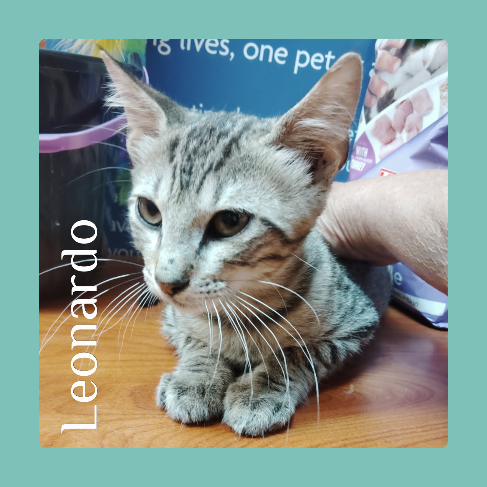 adoptable Cat in Lawton, OK named LEONARDO