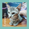 adoptable Cat in  named LEONARDO