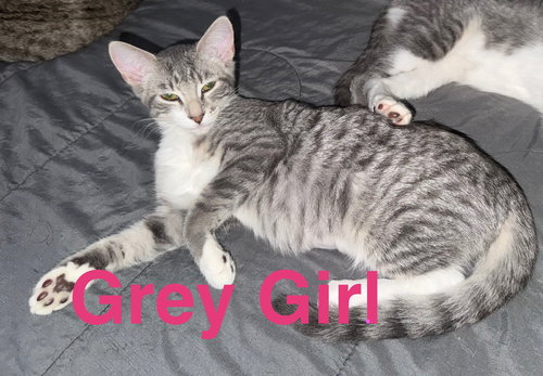 picture of the cat needing adoption
