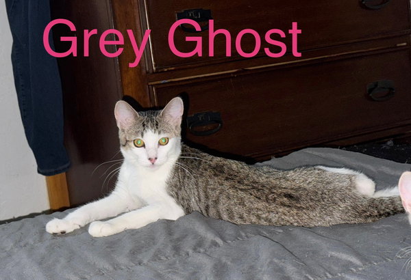 GREY GHOST