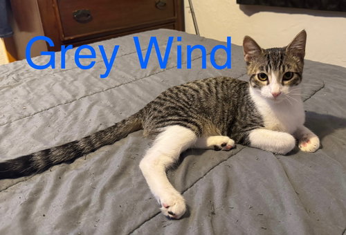 picture of the cat needing adoption