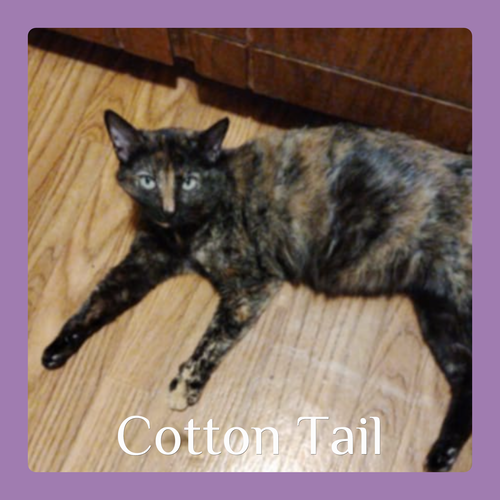picture of the cat needing adoption