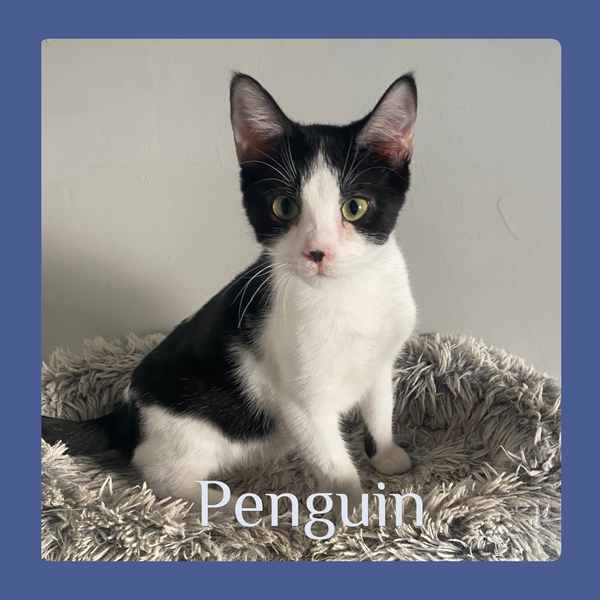 PENGUIN