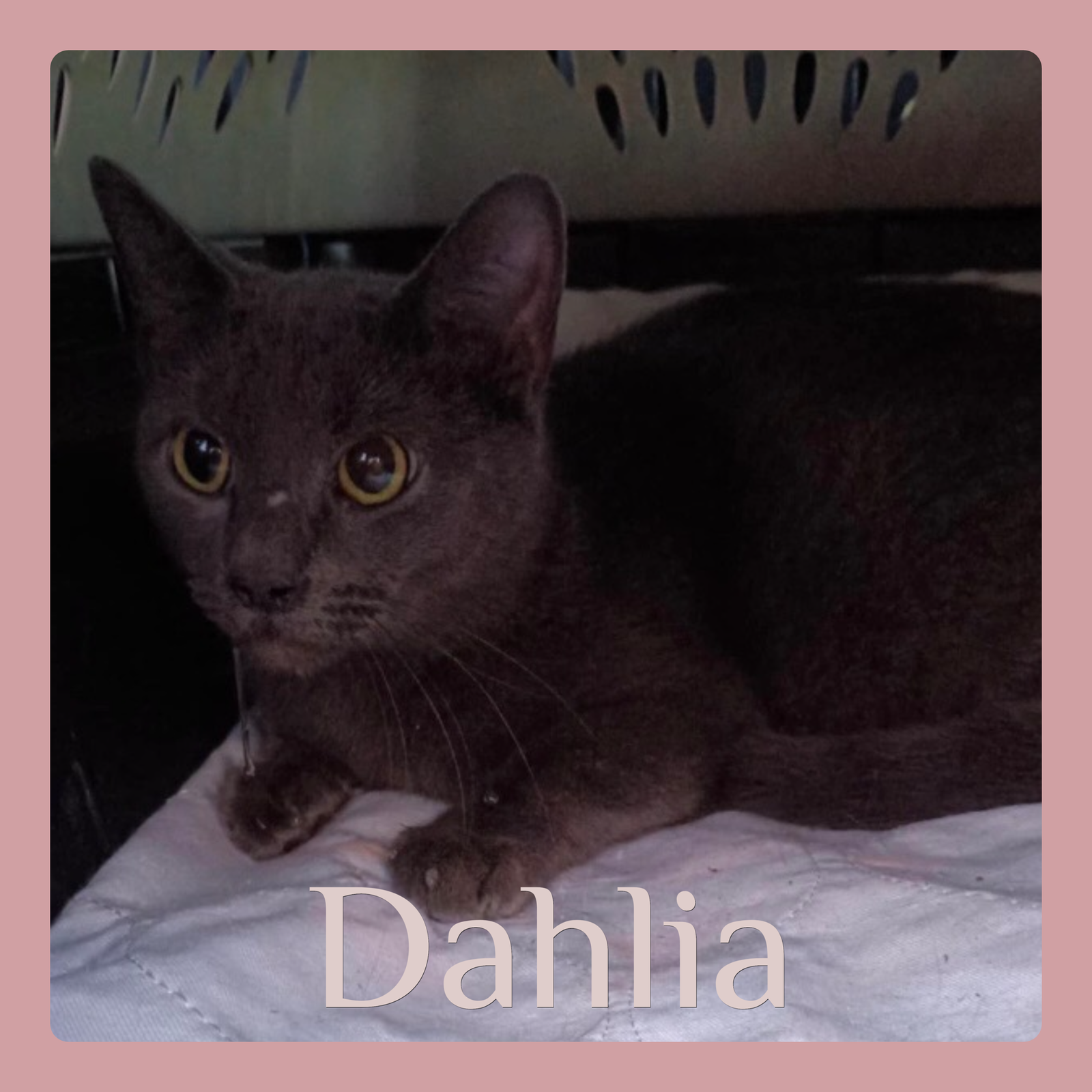 DAHLIA Image