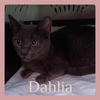 DAHLIA - Photo 1