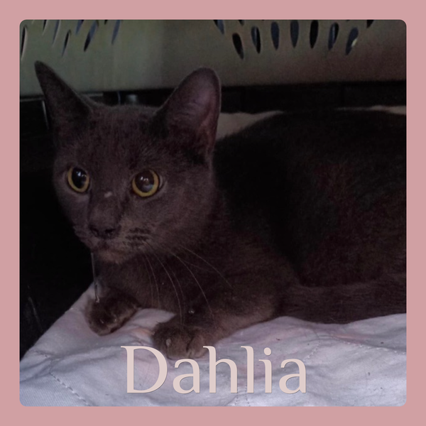 DAHLIA