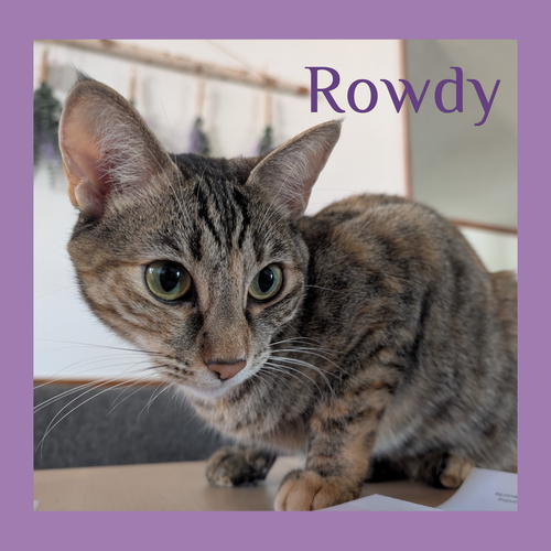 picture of the cat needing adoption