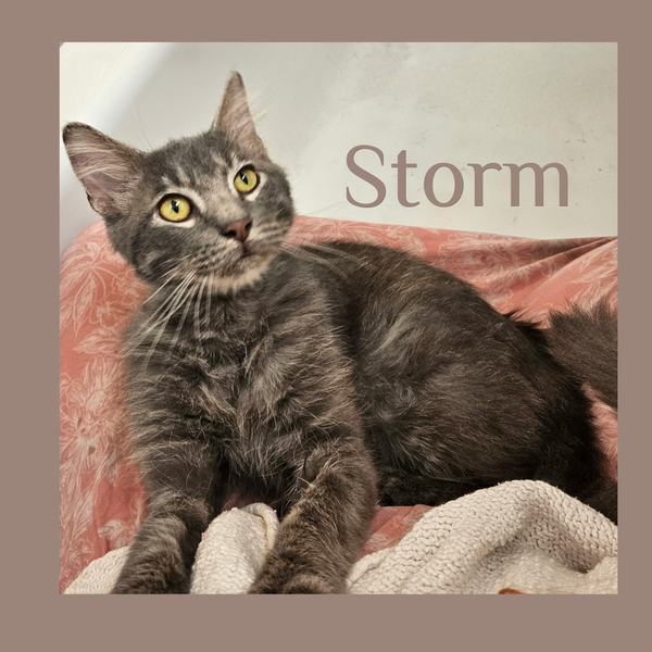 STORM