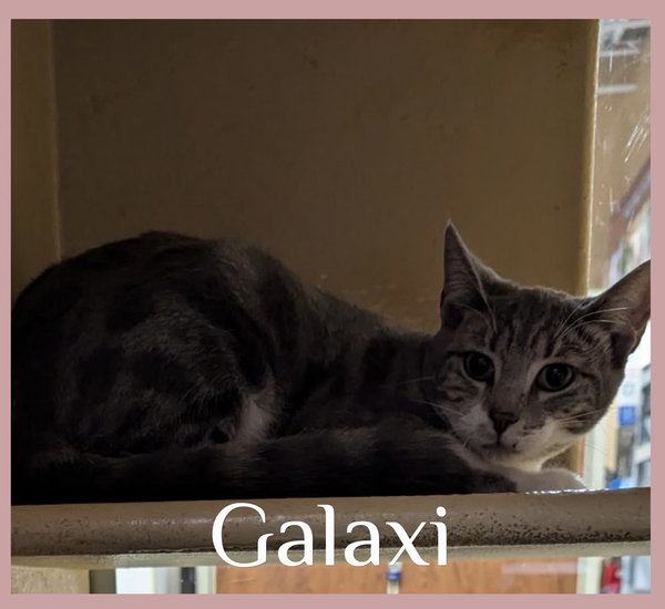 GALAXI