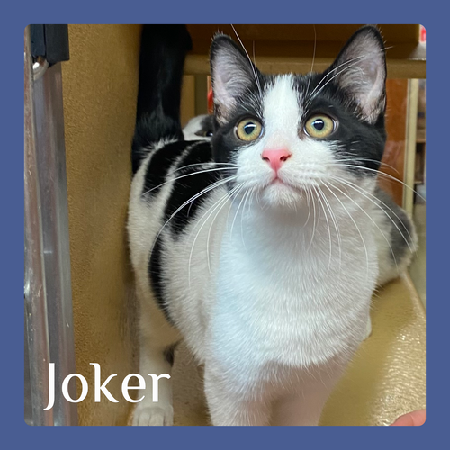 picture of the cat needing adoption