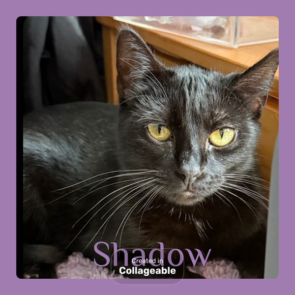 SHADOW
