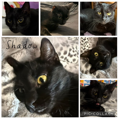 SHADOW, an adoptable Tabby in Lawton, OK