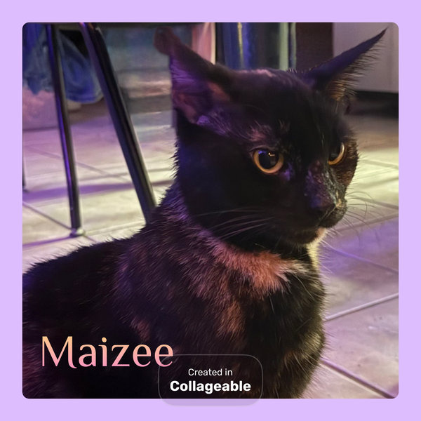 MAIZEE