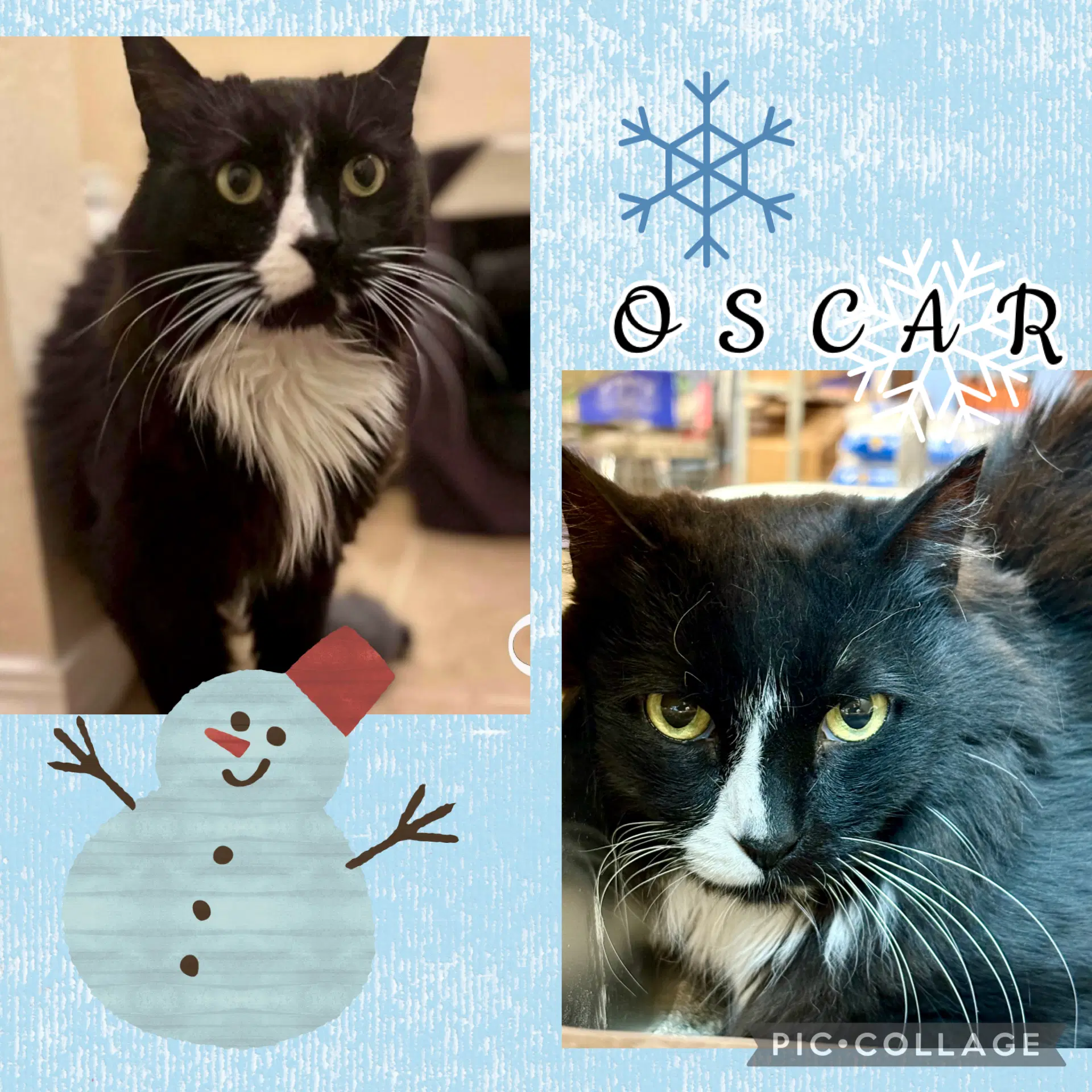 Oscar - Tuxedo