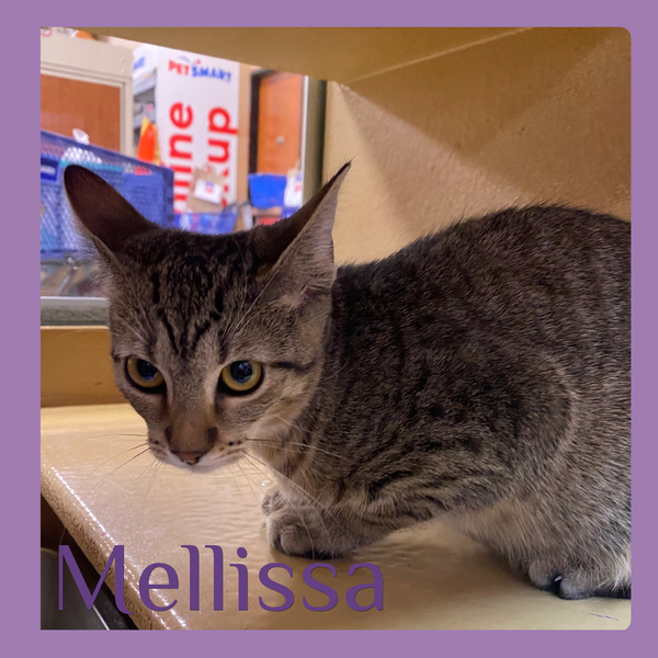 MELLiSSA