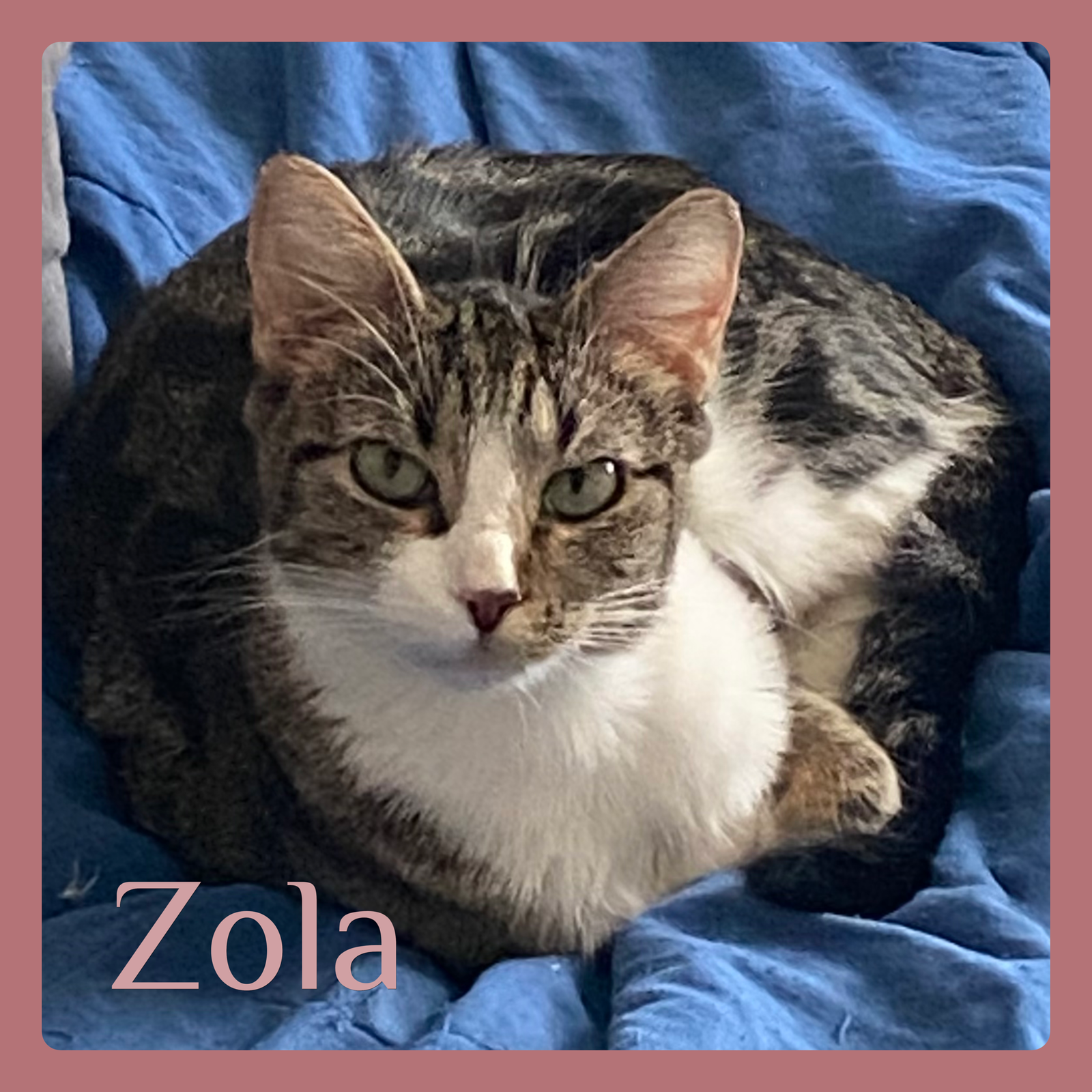 ZOLA Image
