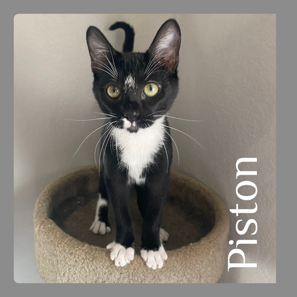 PISTON