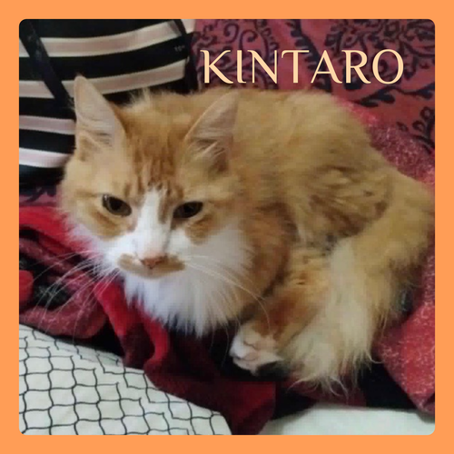 picture of the cat needing adoption