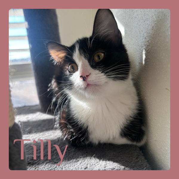 TILLY
