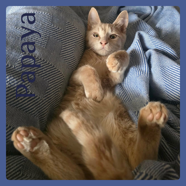 PAPAYA