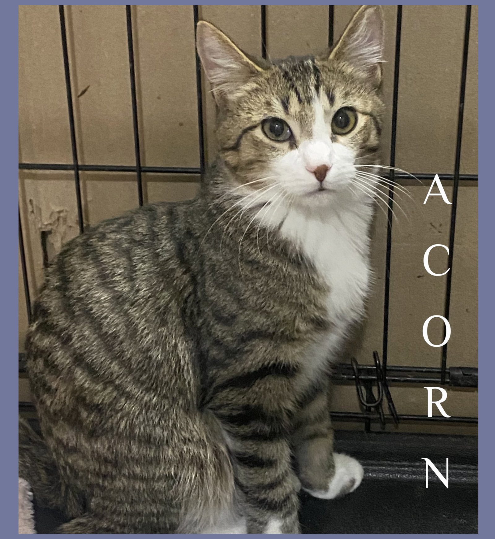 ACORN Image