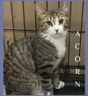 ACORN - Photo 1
