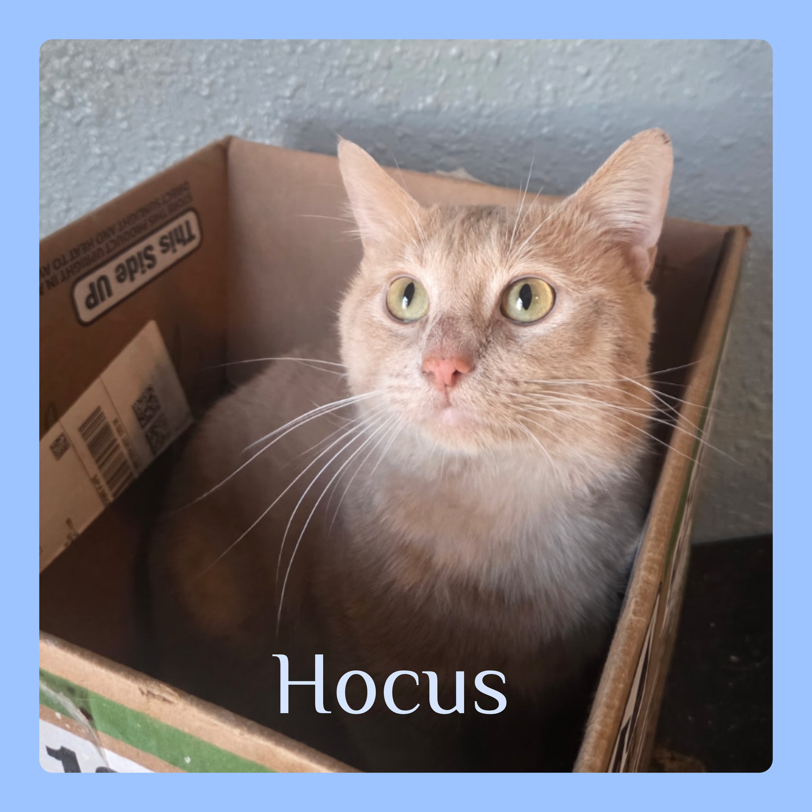 HOCUS Image
