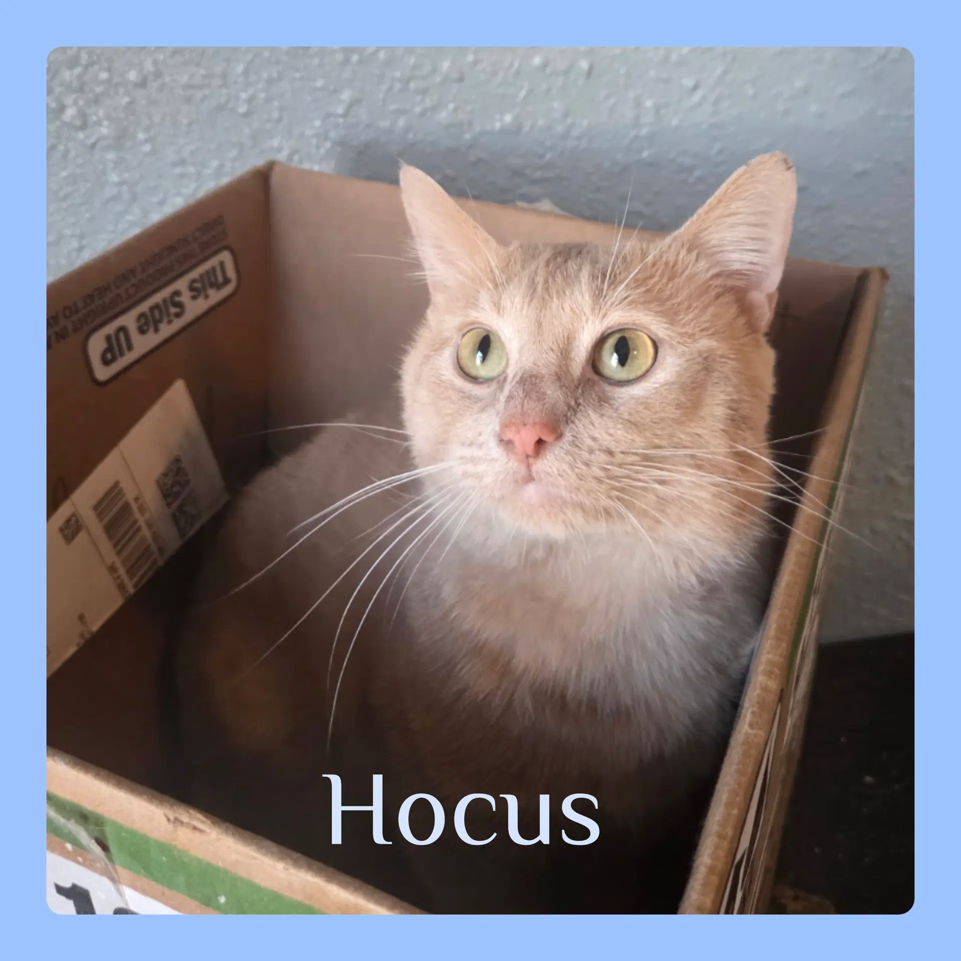 Hocus - Tabby