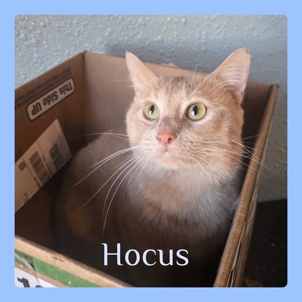 HOCUS