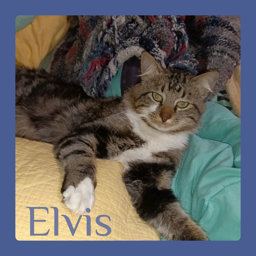picture of the cat needing adoption