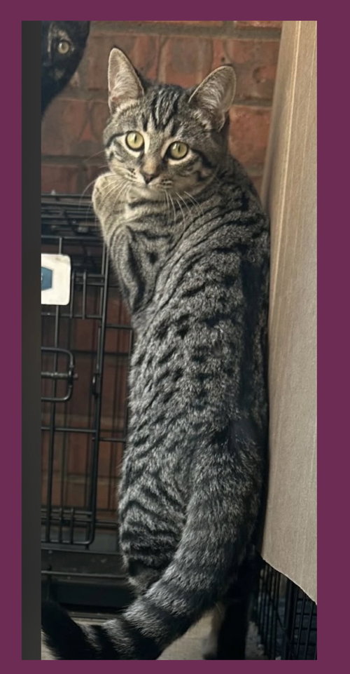 picture of the cat needing adoption