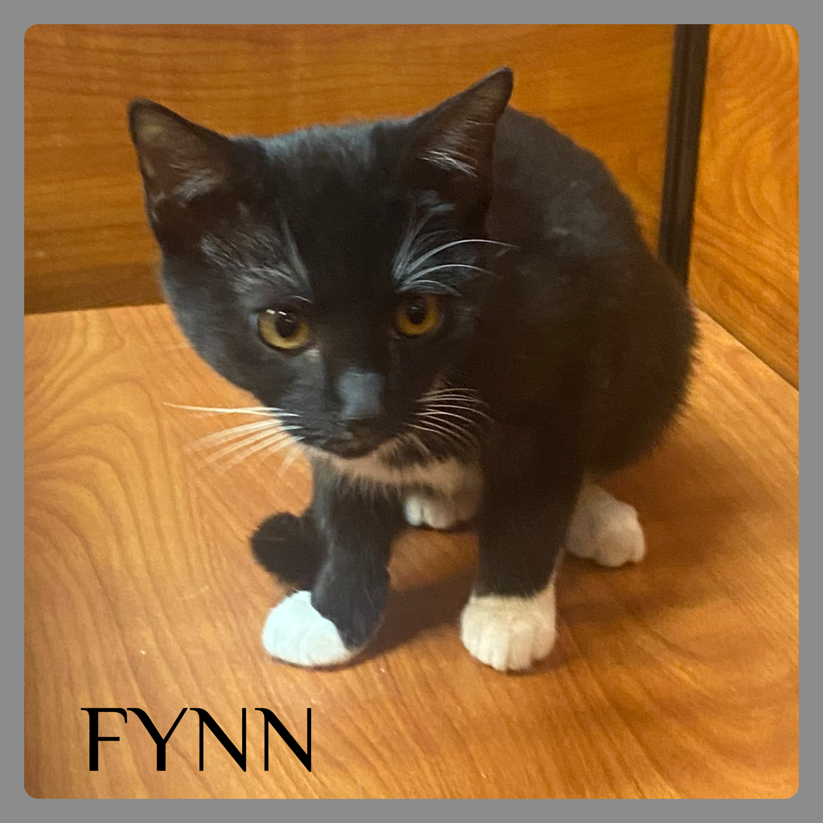 FYNN Image