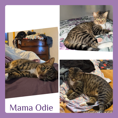 picture of the cat needing adoption