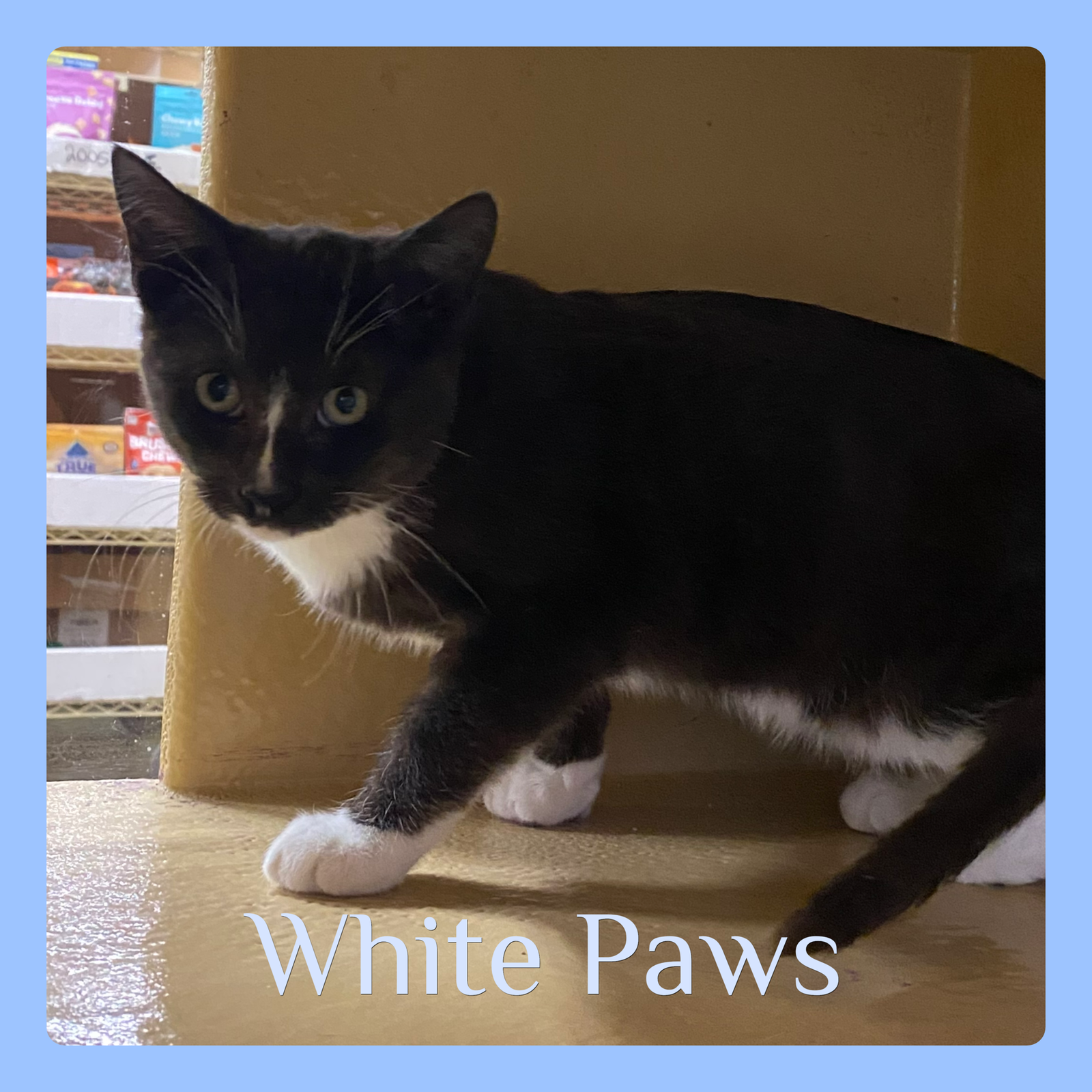 WHITE PAWS Image