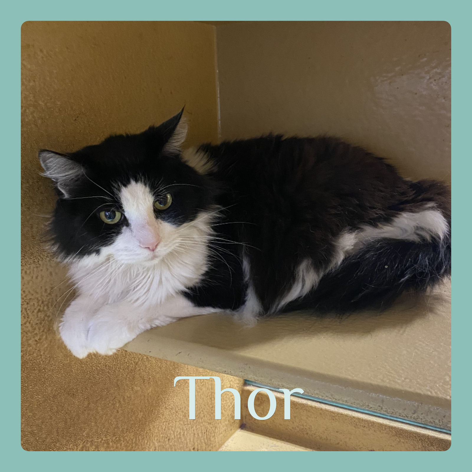THOR Image