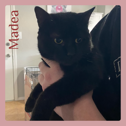 picture of the cat needing adoption