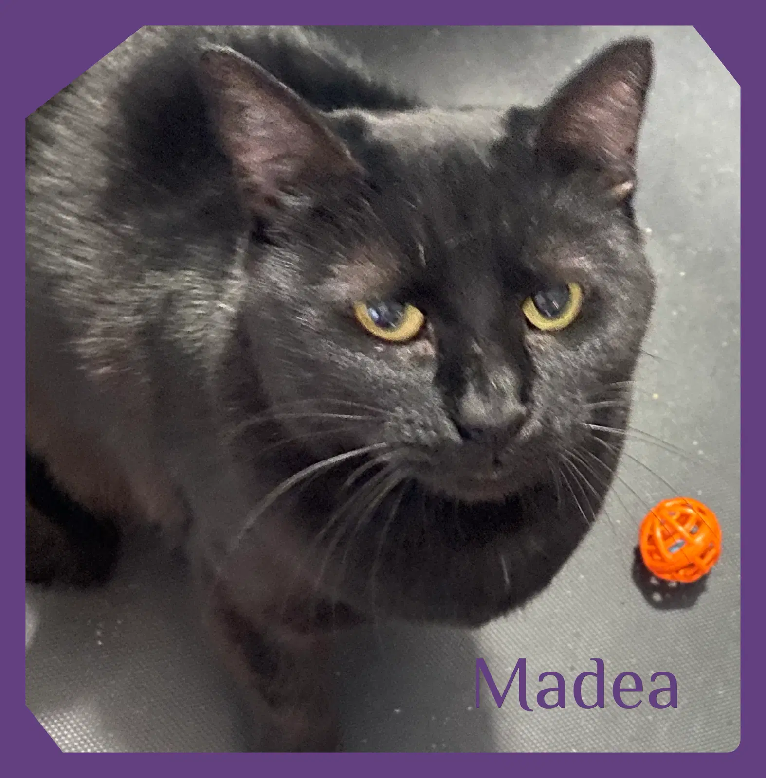 Madea - Domestic Short Hair
