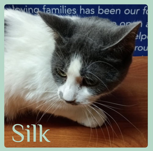 picture of the cat needing adoption
