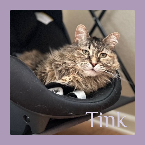 picture of the cat needing adoption