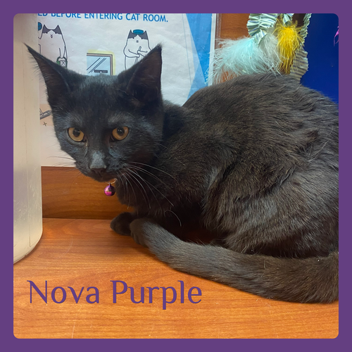 picture of the cat needing adoption