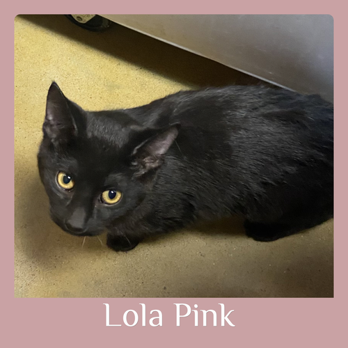 picture of the cat needing adoption