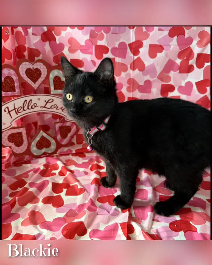 Blackie - Domestic Short Hair