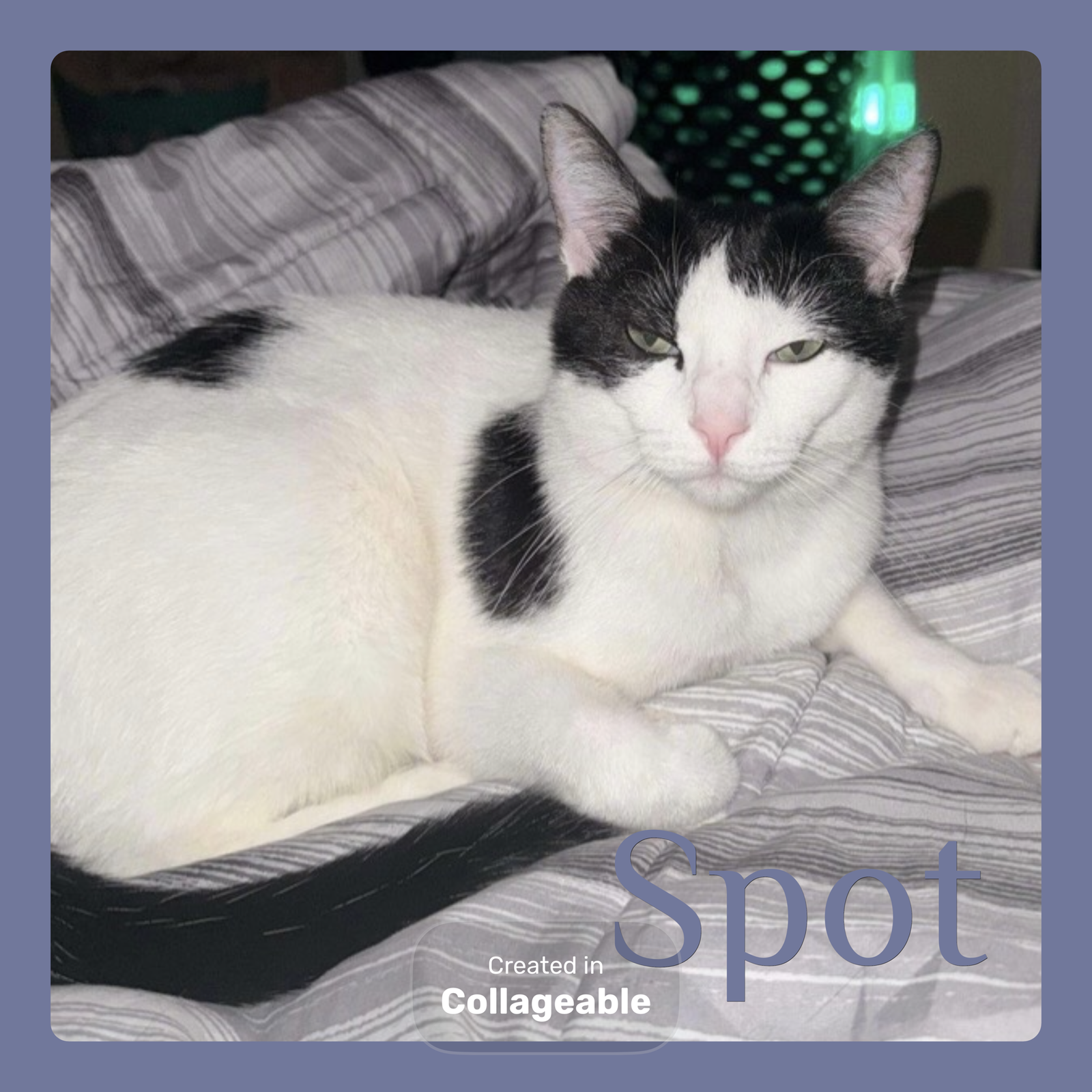 SPOT Image